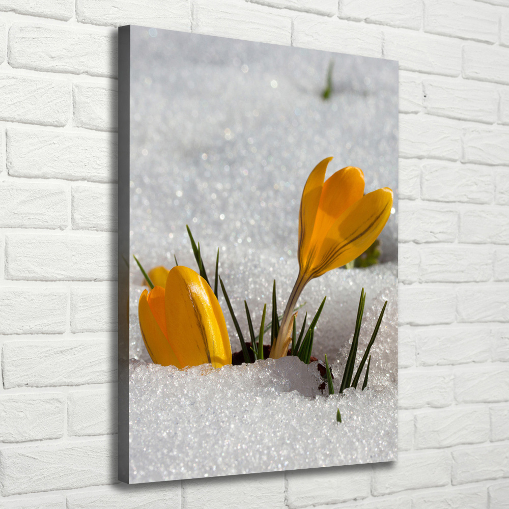 Tableau imprimé sur toile Crocus jaunes