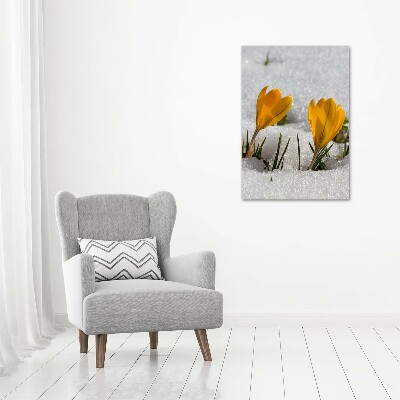 Tableau imprimé sur toile Crocus jaunes