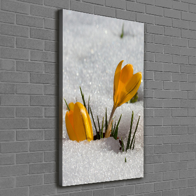 Tableau imprimé sur toile Crocus jaunes