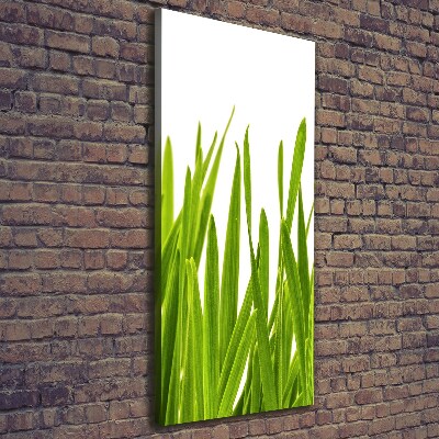 Tableau photo sur toile Herbe verte