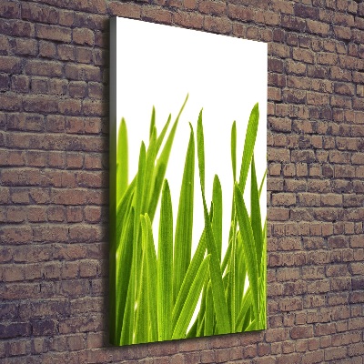 Tableau photo sur toile Herbe verte