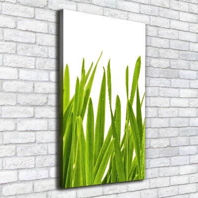 Tableau photo sur toile Herbe verte