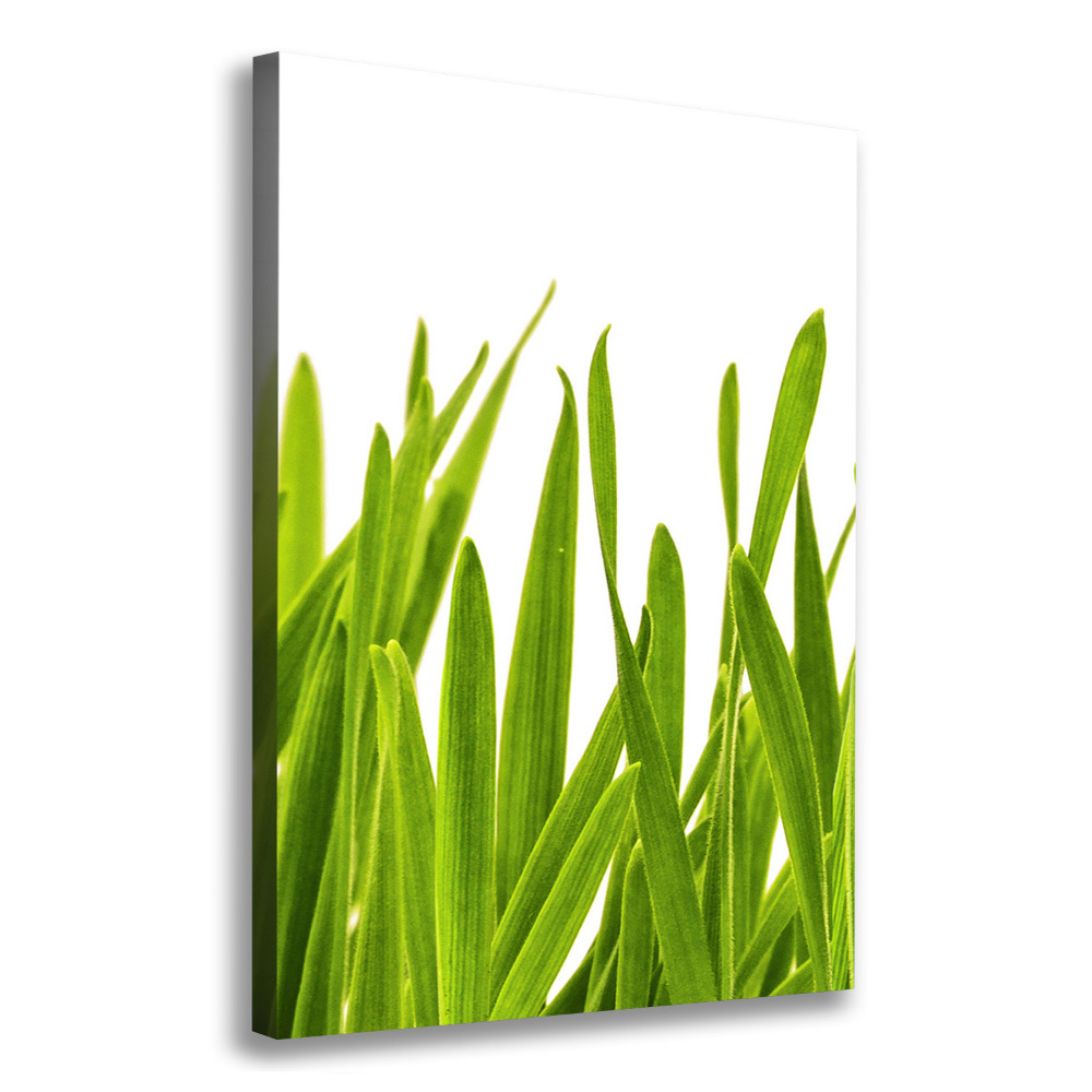 Tableau photo sur toile Herbe verte