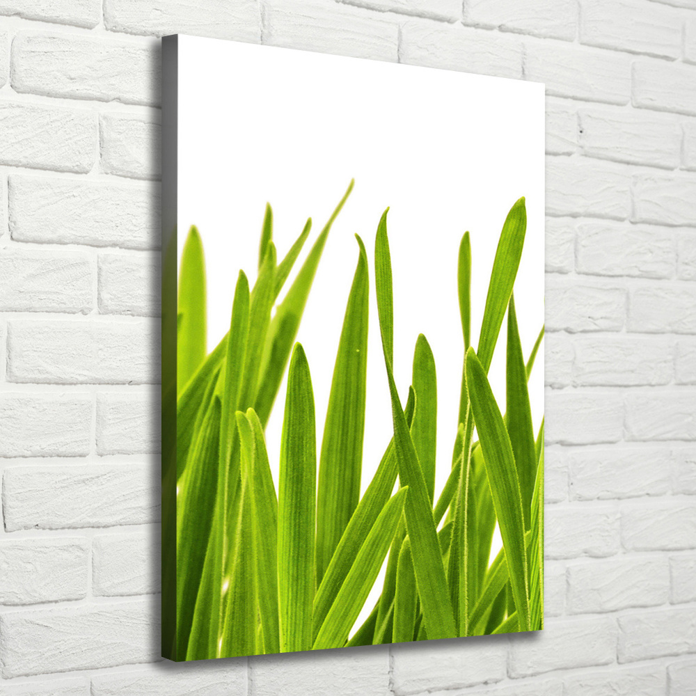 Tableau photo sur toile Herbe verte