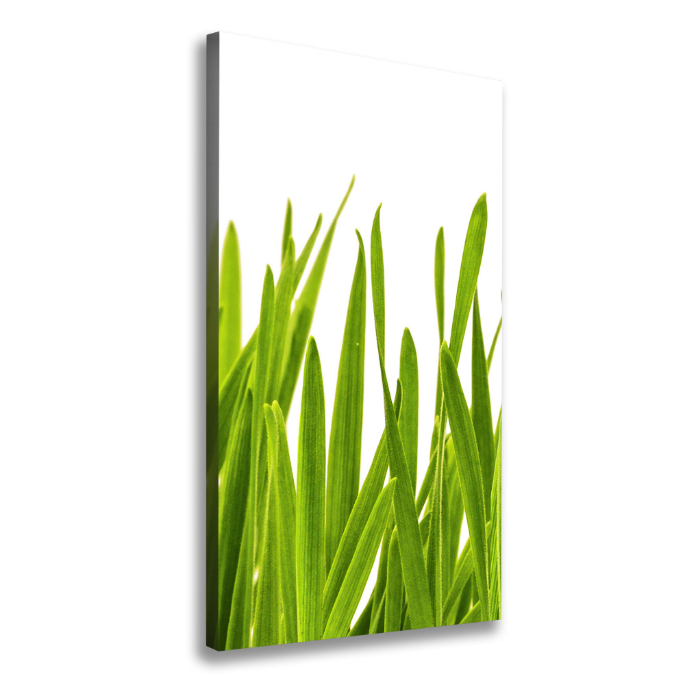 Tableau photo sur toile Herbe verte