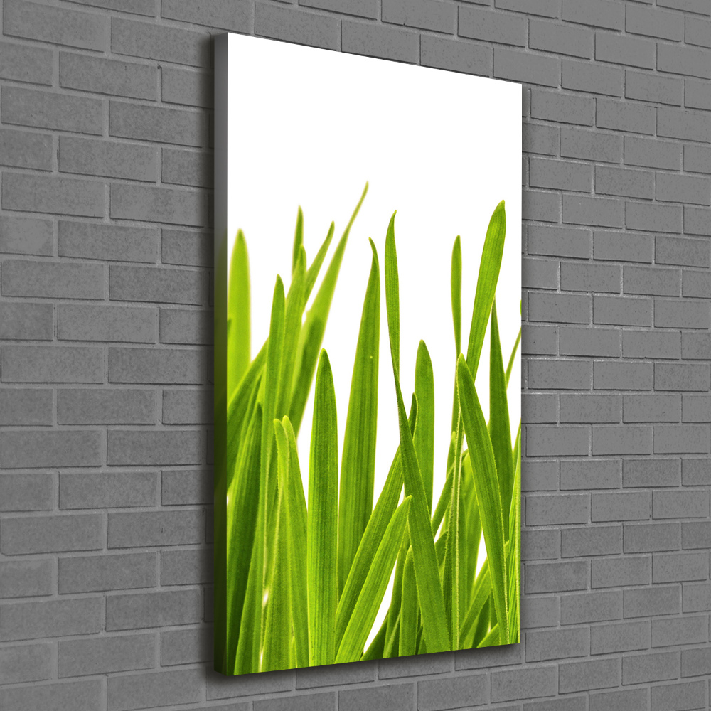 Tableau photo sur toile Herbe verte