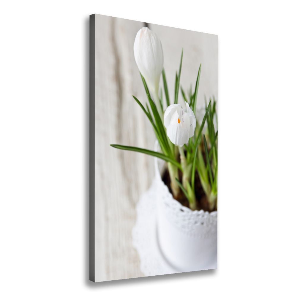 Tableau sur toile Crocus blancs