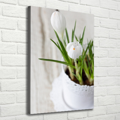 Tableau sur toile Crocus blancs