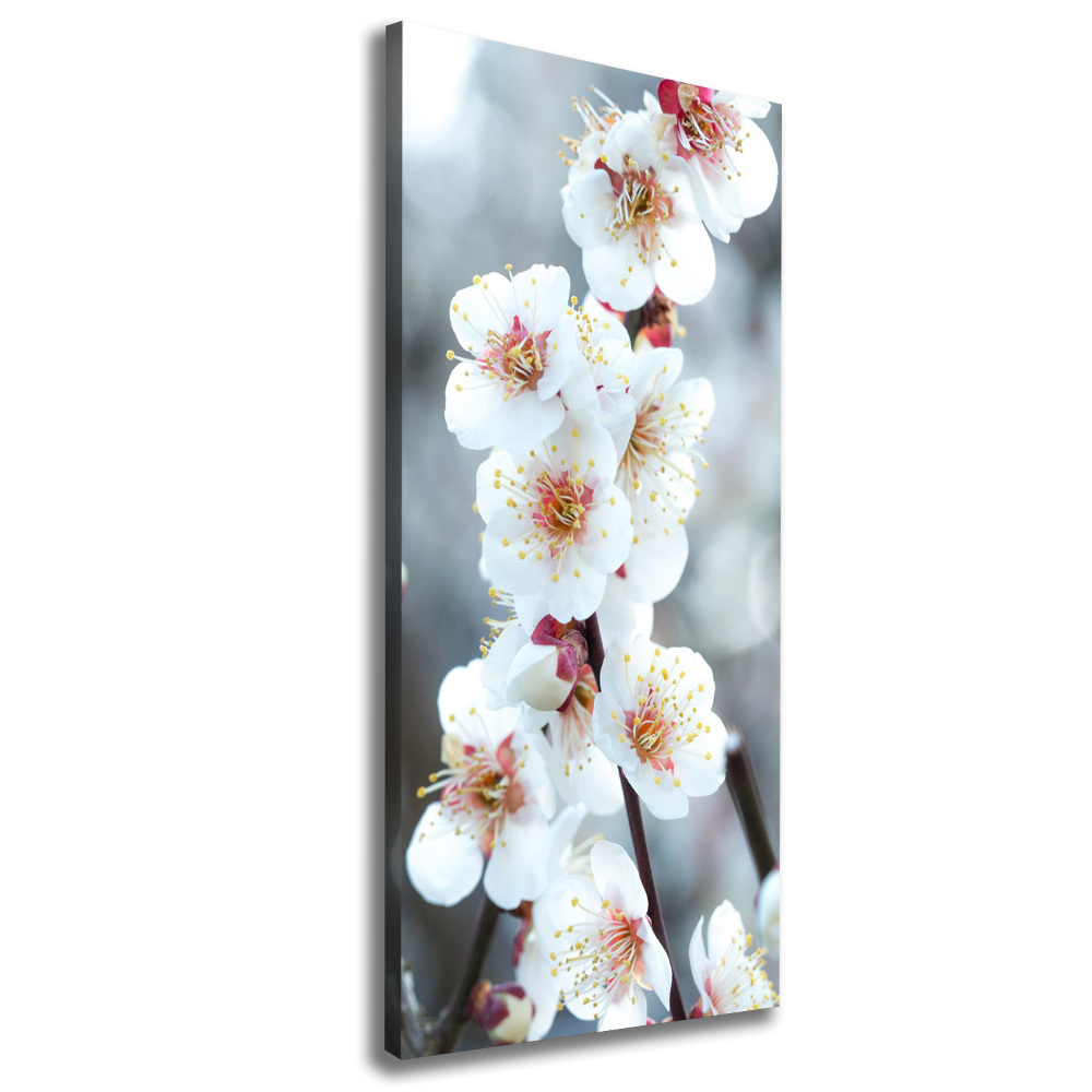 Tableau mural sur toile Fleurs de cerisier