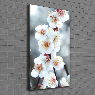 Tableau mural sur toile Fleurs de cerisier