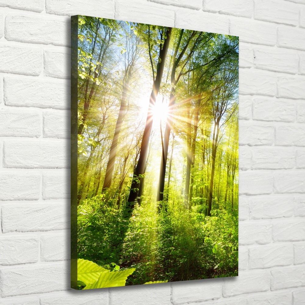 Tableau sur toile Soleil dans la forêt