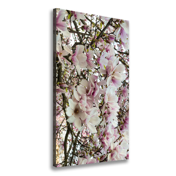 Fleurs de magnolia