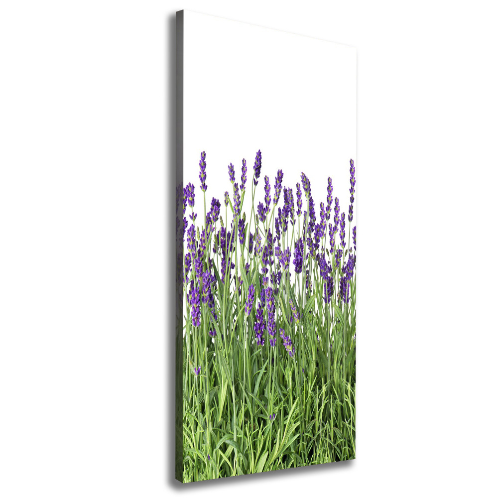 Tableau imprimé sur toile Fleurs violettes de lavande