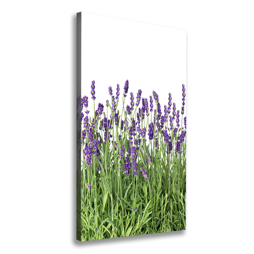 Tableau imprimé sur toile Fleurs violettes de lavande