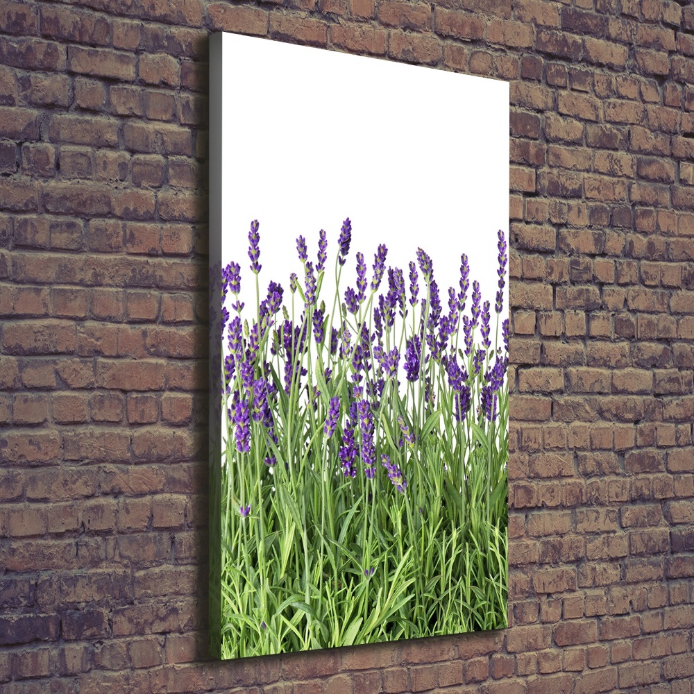 Tableau imprimé sur toile Fleurs violettes de lavande