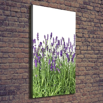 Tableau imprimé sur toile Fleurs violettes de lavande