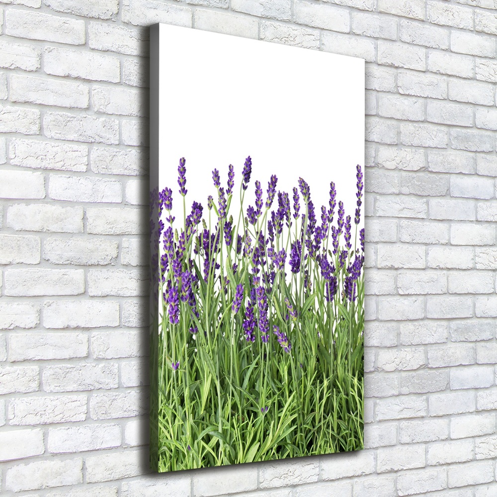 Tableau imprimé sur toile Fleurs violettes de lavande