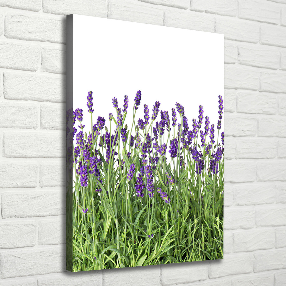 Tableau imprimé sur toile Fleurs violettes de lavande