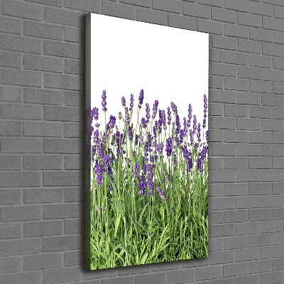 Tableau imprimé sur toile Fleurs violettes de lavande