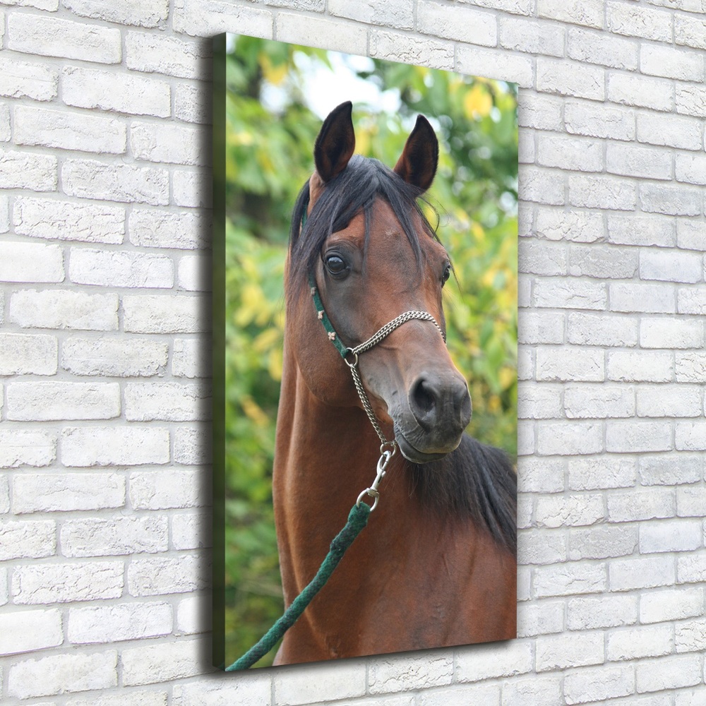 Tableau mural sur toile Portrait d'un cheval