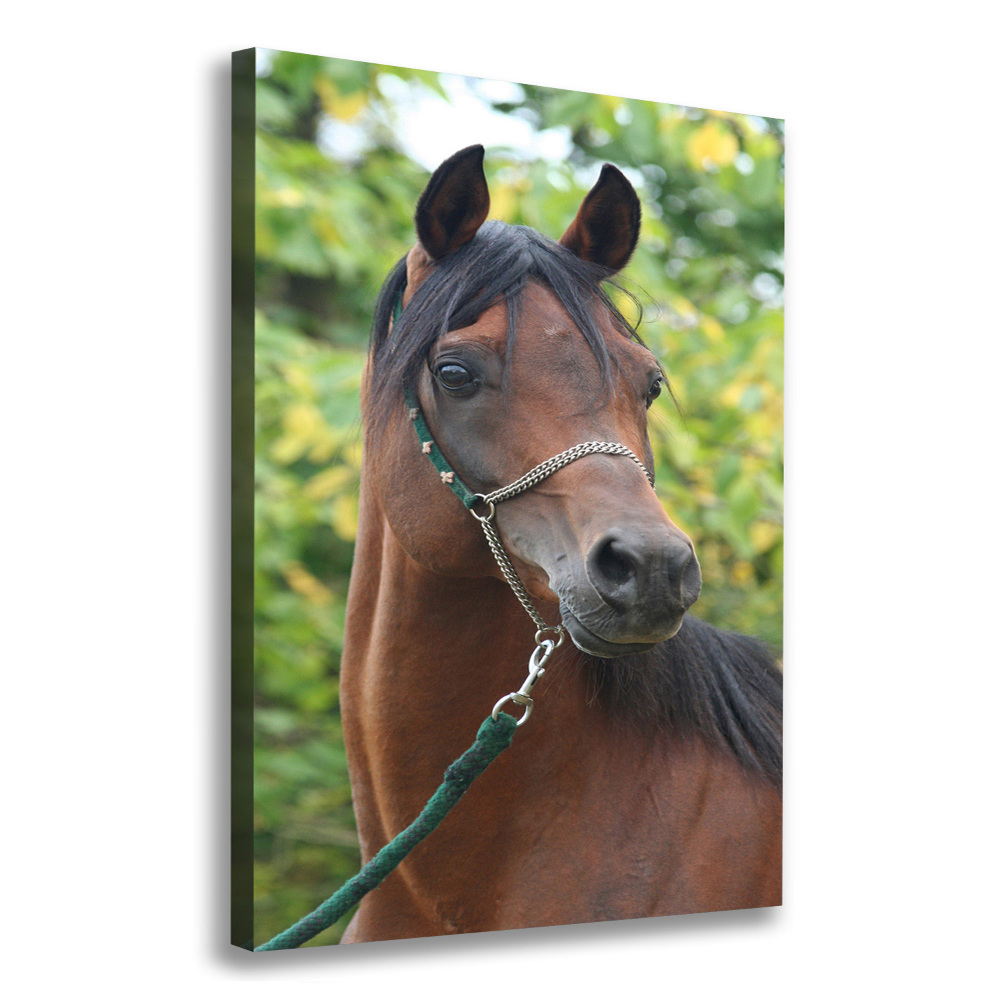 Tableau mural sur toile Portrait d'un cheval