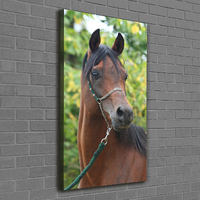 Tableau mural sur toile Portrait d'un cheval