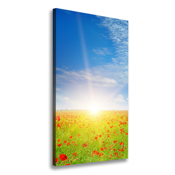 Champ de coquelicots