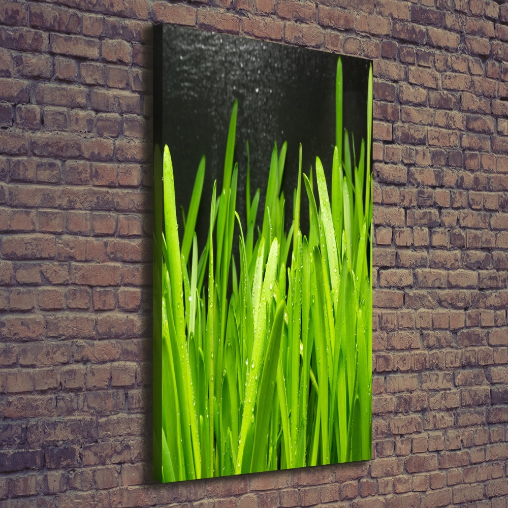 Tableau photo sur toile Tiges d'herbe