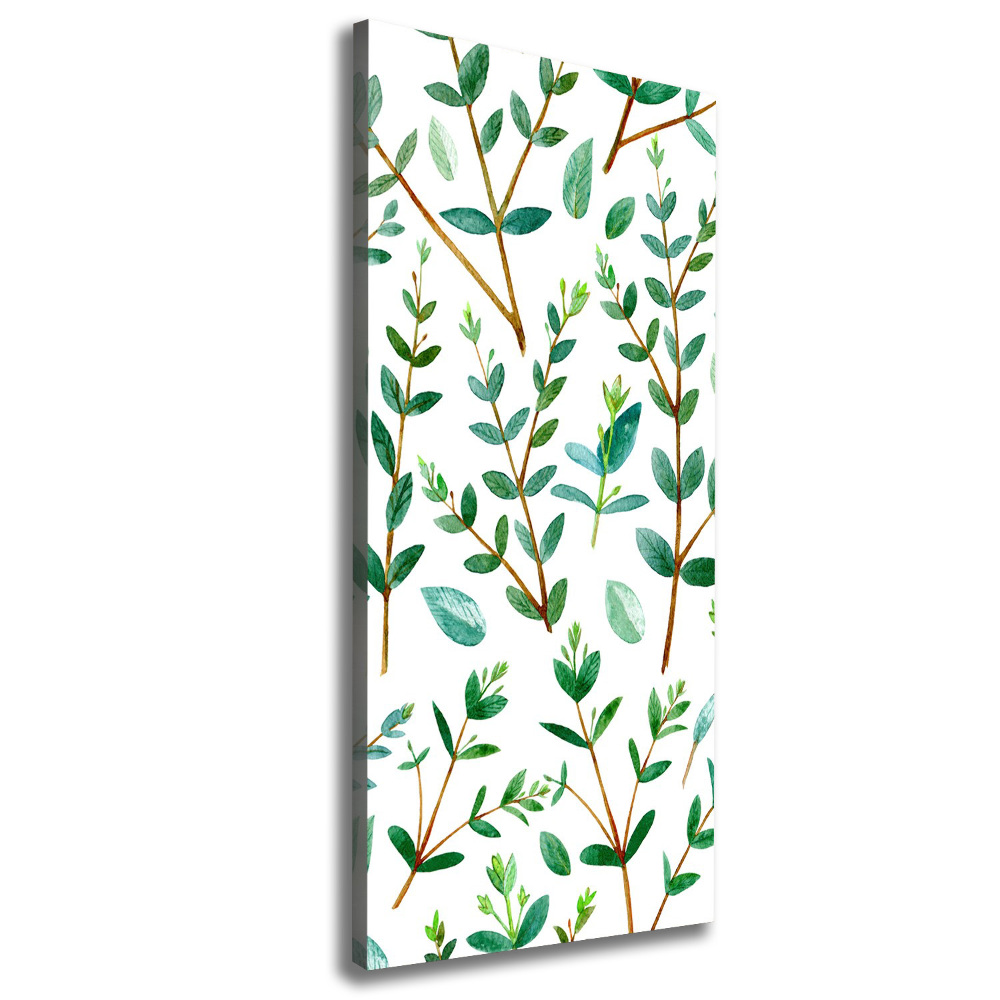 Tableau sur toile Branches d'eucalyptus