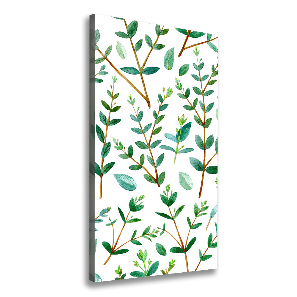 Tableau sur toile Branches d'eucalyptus