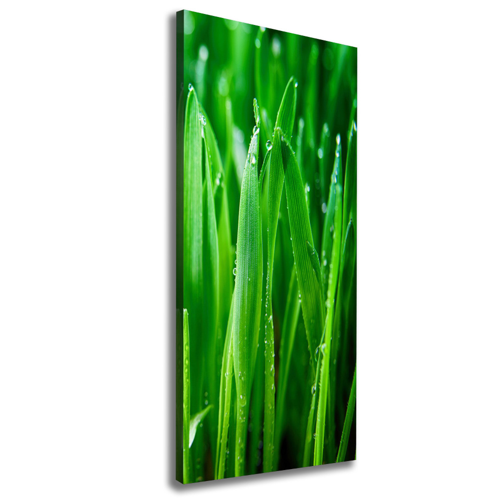 Tableau mural sur toile Tiges d'herbe