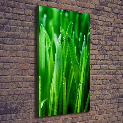 Tableau mural sur toile Tiges d'herbe