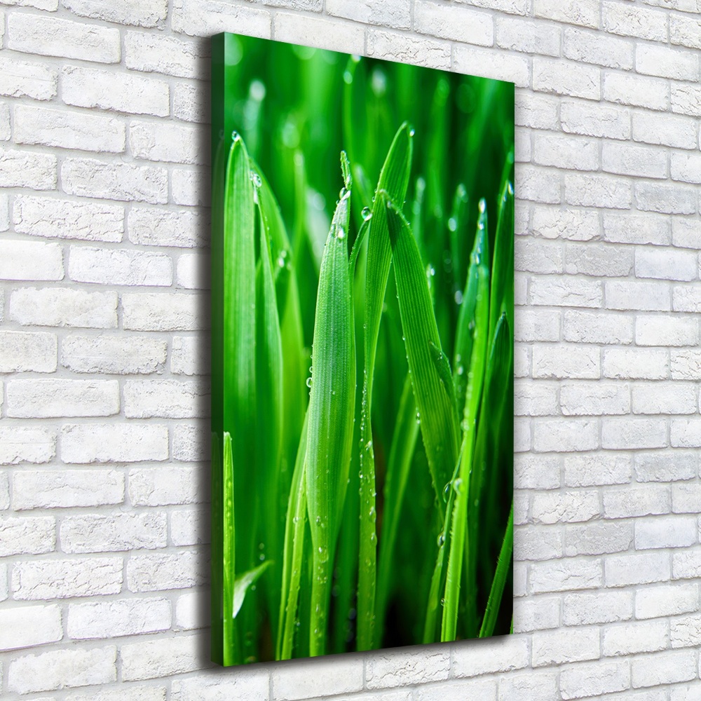 Tableau mural sur toile Tiges d'herbe