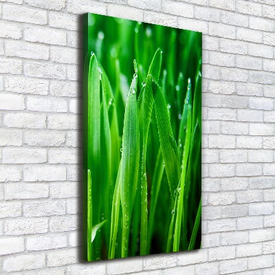 Tableau mural sur toile Tiges d'herbe