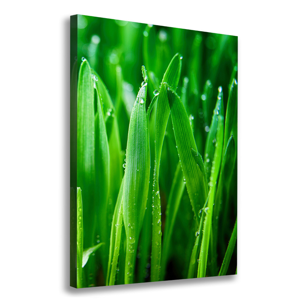 Tableau mural sur toile Tiges d'herbe