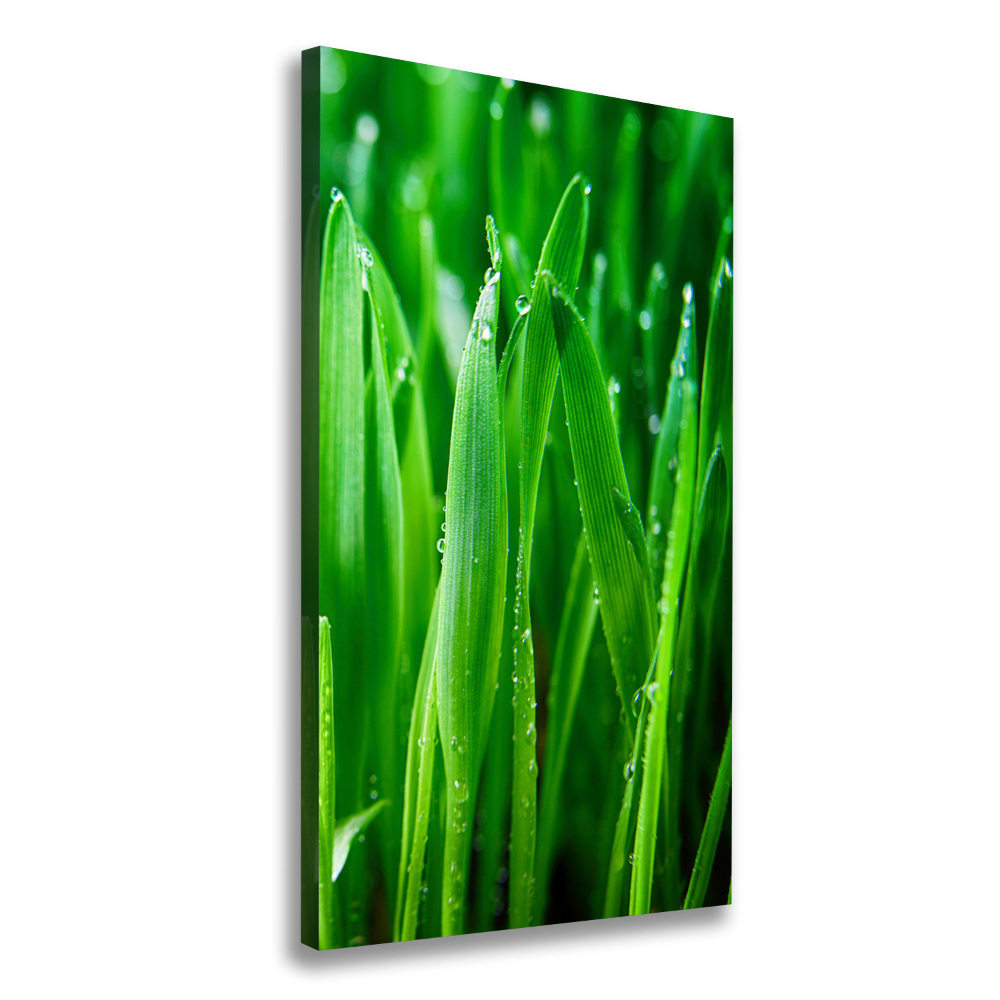 Tableau mural sur toile Tiges d'herbe