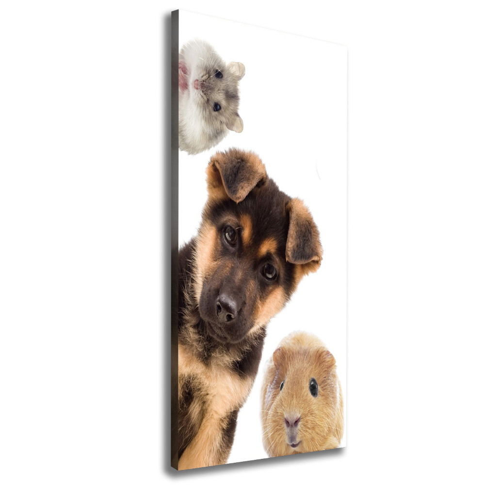 Tableau photo sur toile Animaux domestiques