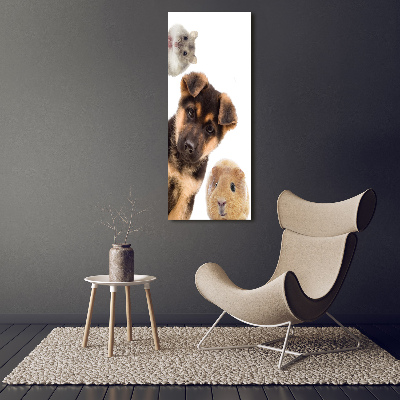 Tableau photo sur toile Animaux domestiques