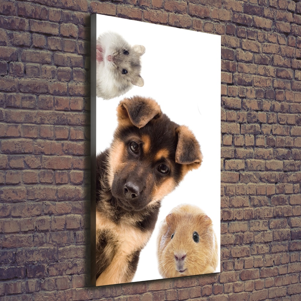 Tableau photo sur toile Animaux domestiques