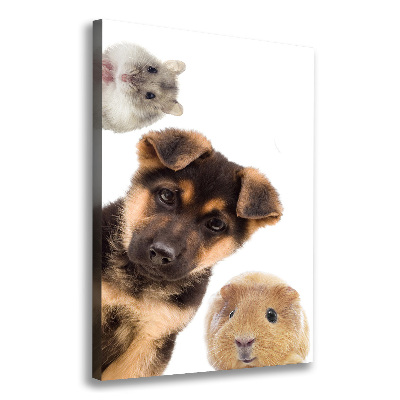 Tableau photo sur toile Animaux domestiques