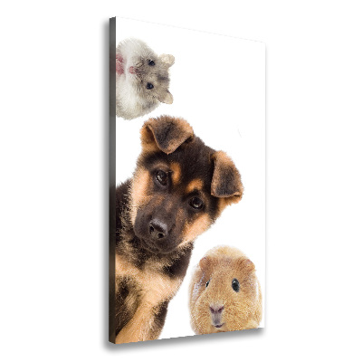 Tableau photo sur toile Animaux domestiques