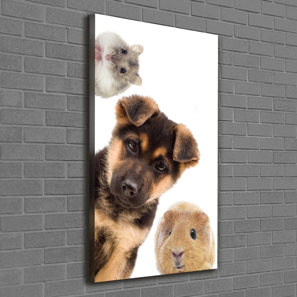 Tableau photo sur toile Animaux domestiques