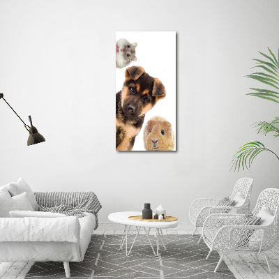 Tableau photo sur toile Animaux domestiques