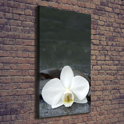 Tableau photo sur toile Pierres d'orchidées