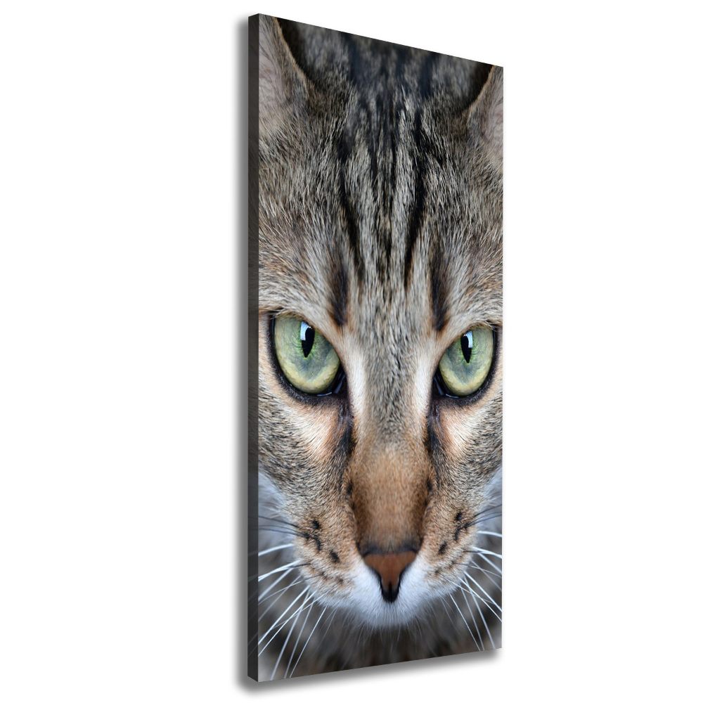 Tableau photo sur toile Yeux d'un chat