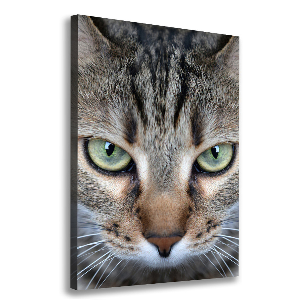 Tableau photo sur toile Yeux d'un chat