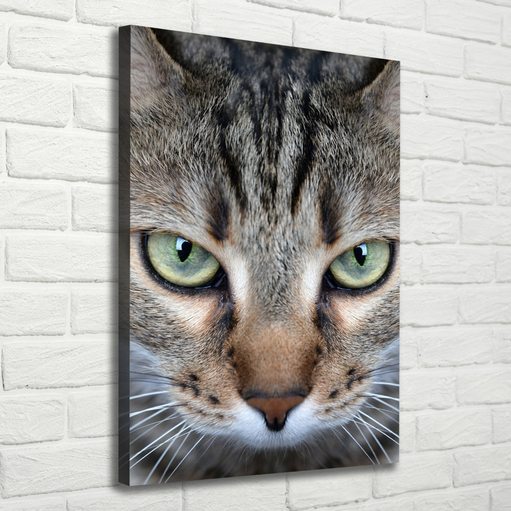 Tableau photo sur toile Yeux d'un chat