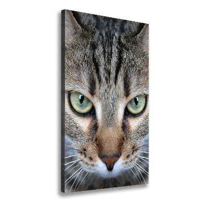 Tableau photo sur toile Yeux d'un chat