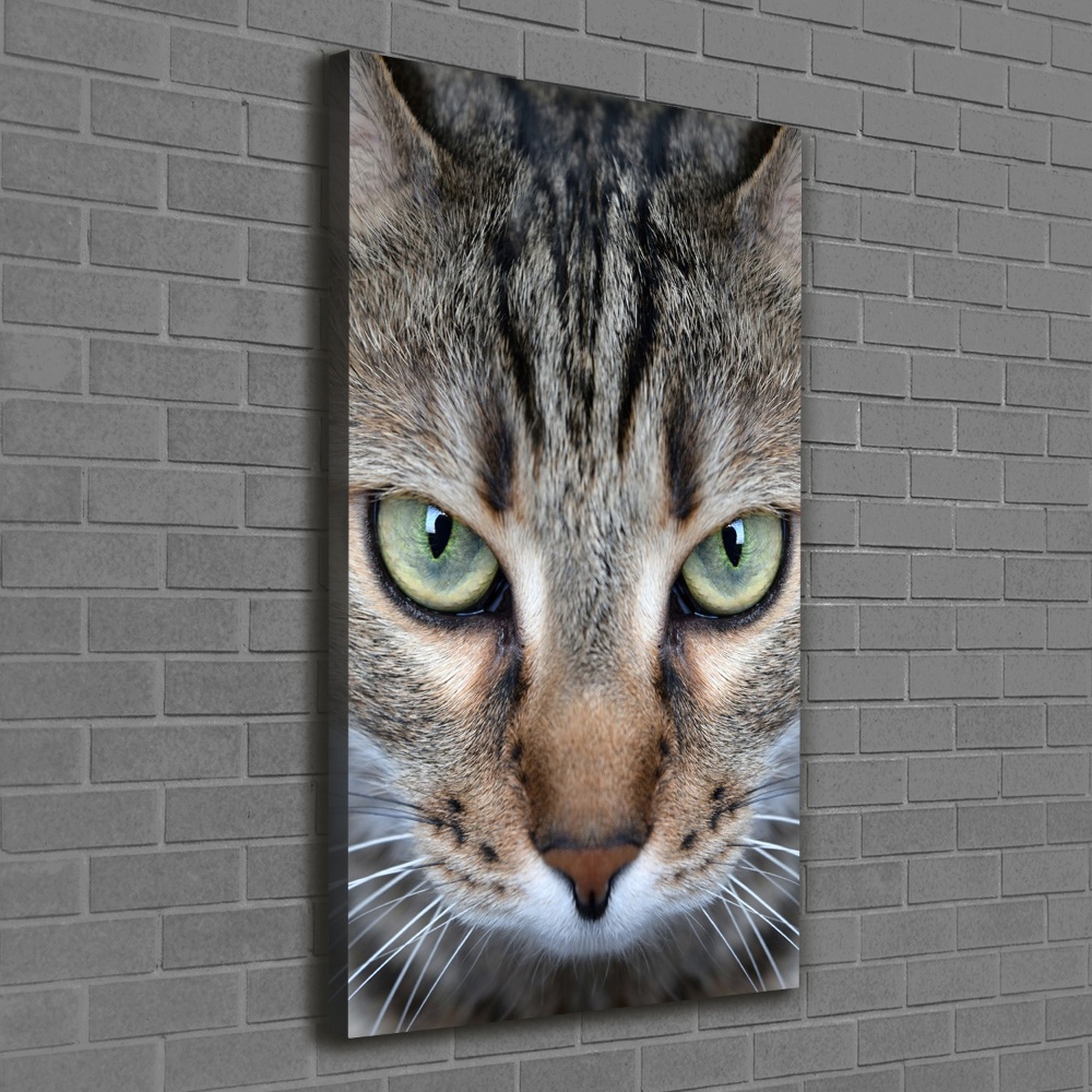 Tableau photo sur toile Yeux d'un chat