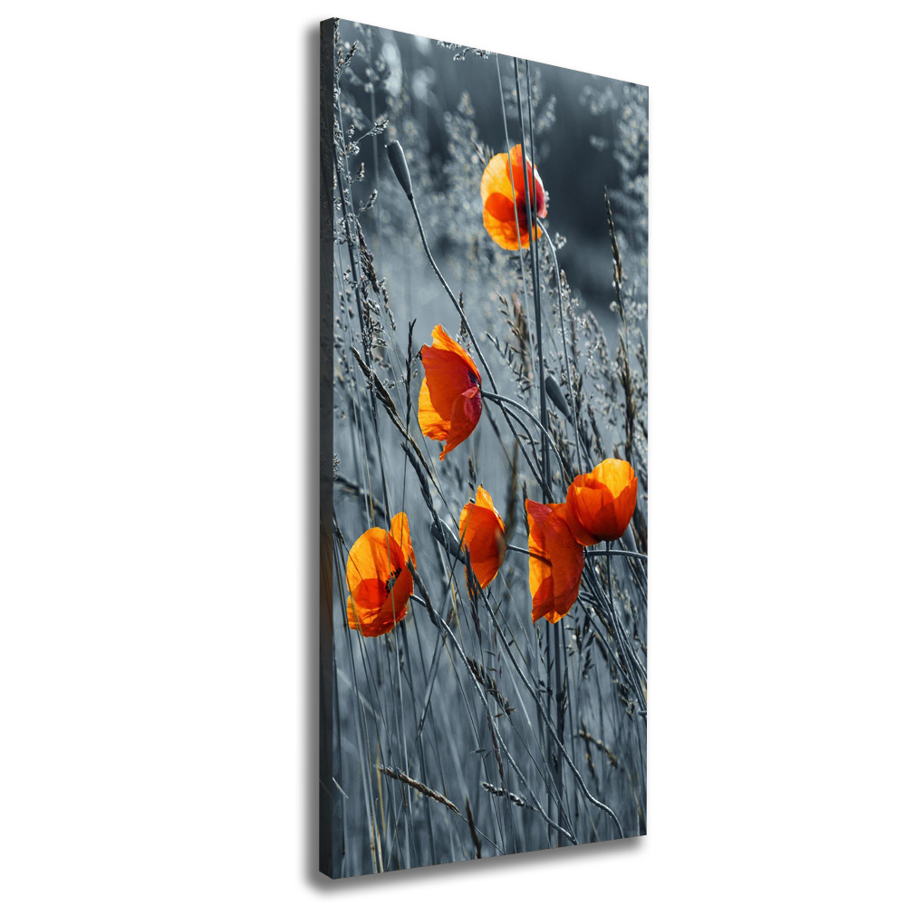 Tableau toile imprimée Coquelicots des champs